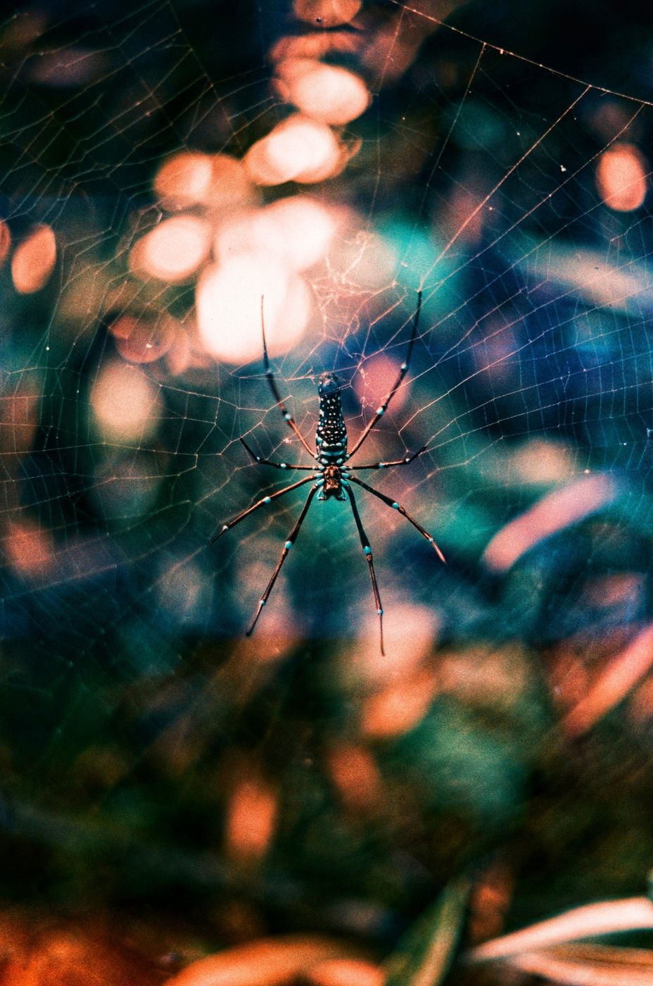 A spider in its web against soft pink and teal bokeh