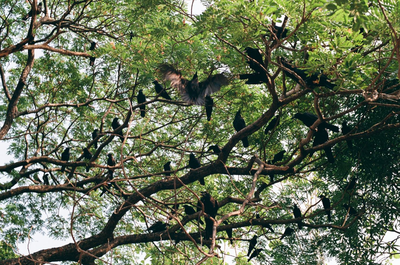 A tree full of crows, one landing with its wings spread